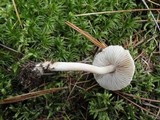 Inocybe sindonia image