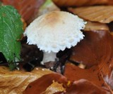 Lepiota ignivolvata image