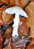 Lepiota ignivolvata image