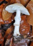 Lepiota ignivolvata image