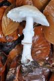 Lepiota ignivolvata image