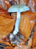 Stropharia aeruginosa image