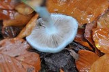 Stropharia aeruginosa image