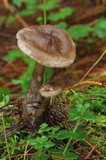 Ampulloclitocybe clavipes image