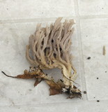 Clavulina coralloides image