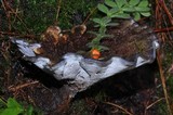 Hydnellum caeruleum image