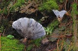 Hydnellum caeruleum image