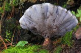 Hydnellum caeruleum image