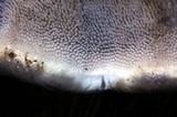 Hydnellum caeruleum image