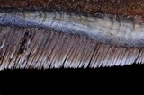 Hydnellum caeruleum image