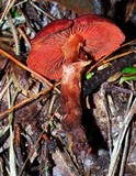 Cortinarius sect. Dermocybe image