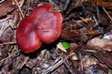 Cortinarius sect. Dermocybe image