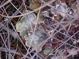 Peltigera neopolydactyla image