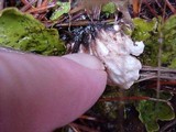 Peltigera aphthosa image