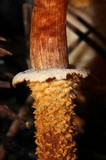 Cystoderma fallax image