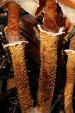 Cystoderma fallax image