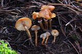 Cystoderma fallax image