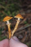 Cystoderma fallax image