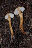 Cystoderma fallax image