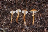 Cystoderma fallax image