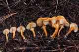 Cystoderma fallax image