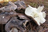 Tricholoma portentosum image