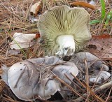 Tricholoma portentosum image