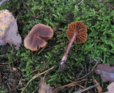 Cortinarius anthracinus image