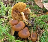 Cortinarius sect. Dermocybe image