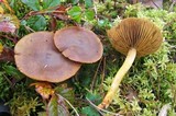 Cortinarius sect. Dermocybe image