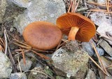Cortinarius cinnamomeus image
