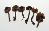 Cortinarius anthracinus image