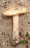 Image of Amanita dulciarii