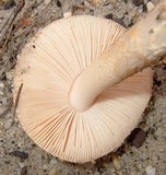 Amanita dulciarii image