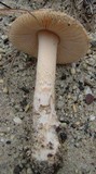 Amanita dulciarii image