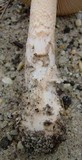 Amanita dulciarii image
