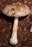 Amanita morrisii image