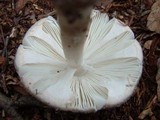 Amanita morrisii image