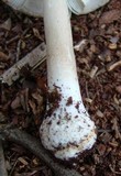 Amanita morrisii image