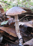 Psathyrella longistriata image