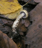 Cortinarius delibutus image