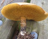 Suillus acidus image