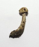Cortinarius delibutus image