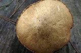 Suillus acidus image