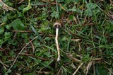 Psilocybe semilanceata image