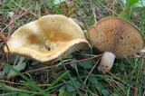 Lactarius chelidonium image