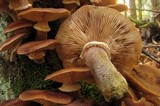 Armillaria solidipes image