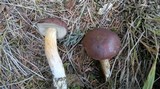 Boletus badius image