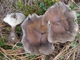 Ampulloclitocybe clavipes image