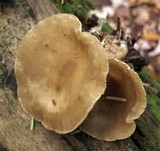 Ampulloclitocybe clavipes image